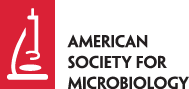 The pan-variant potential of light: 425 nm light inactivates SARS-CoV-2 variants of concern and non-cytotoxic doses reduce viral titers in human airway epithelial cells